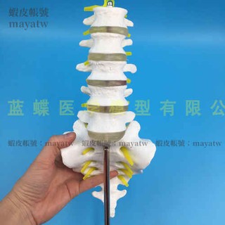 (MD-B_0017)自然大五節腰椎帶尾椎模型 成人腰椎帶尾骨脊椎神經腰椎間盤 突出