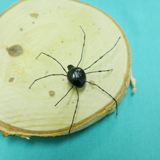 【AJ】蜘蛛 黑色 5cm // 仿真動物 動物模型 動物擺飾 花盆裝飾 園藝裝飾 微景觀 盆景裝飾 多肉植物裝飾