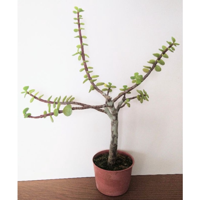 多肉植物種植多年老欉銀杏木主枝比油性筆筆桿粗 三吋盆 蝦皮購物