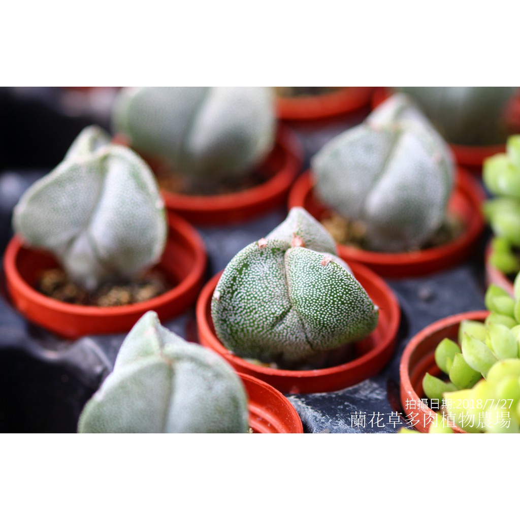 1吋迷你盆 仙人掌科多肉植物 三角鸞鳳玉 蘭花草園藝 蝦皮購物