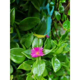 太陽玫瑰 心葉冰花 花蔓草10元 蝦皮購物