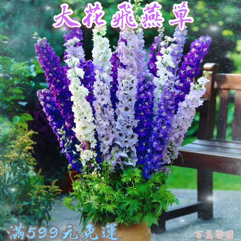 飛燕草種子大花飛燕草多年生室內外花卉易種易活開花不斷發芽率達99 蝦皮購物