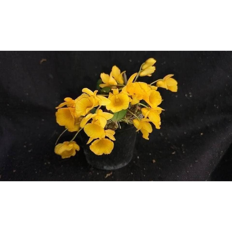 🌸八色鳥蘭園🌸蘭花品種:《錢幣石斛 Den jenkinsii 》