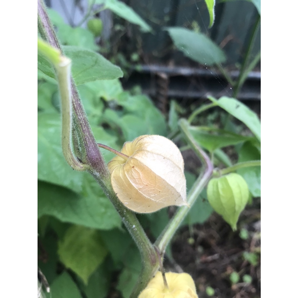 S-246【水果種子】燈籠果種子，1份30元100顆。別名: 黃金莓