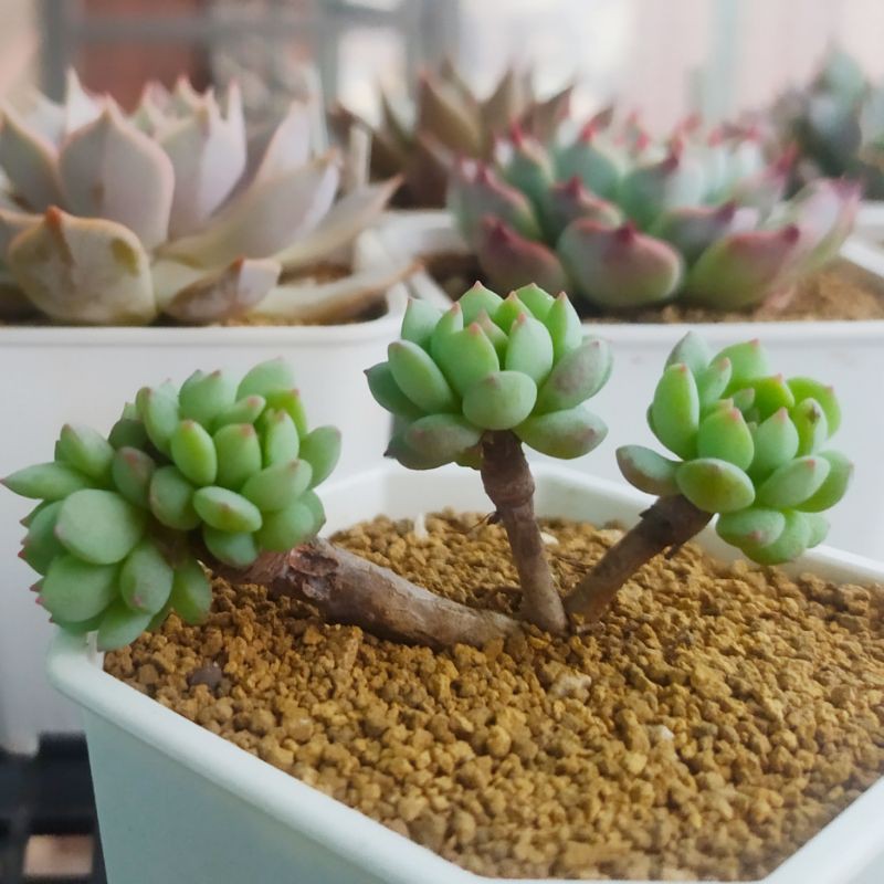 多肉植物 一物一拍 小紅丁 小紅衣交種 老欉 多頭 2 5吋盆 穩根 1