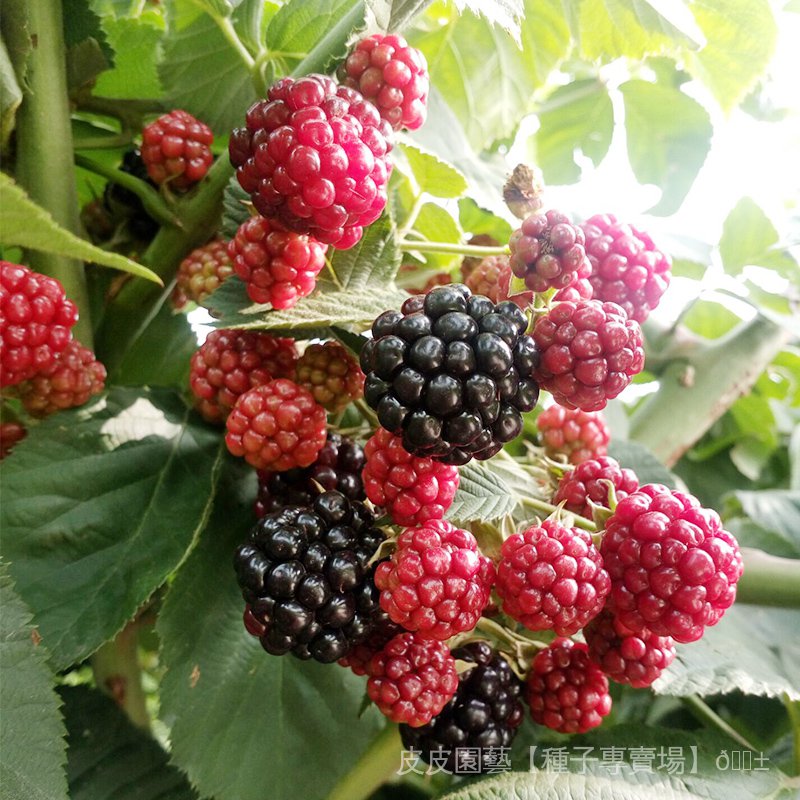 水果種子夯紅黑樹莓種子豐滿紅四季種植 蝦皮購物