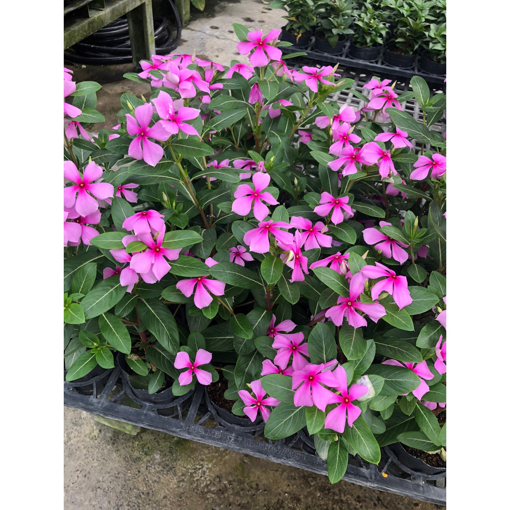 花花世界 季節草花 日日春 金魚草 四季海棠 紫芳草 可挑品種 花色隨機出貨 3 5吋單盆 Ma 蝦皮購物