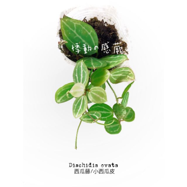 現貨 悸動の感蕨 西瓜藤小西瓜皮毬蘭西瓜帽風不動 鹿角蕨 蝦皮購物