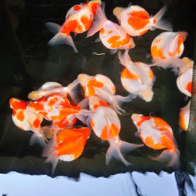 冠昱水族 棒球大珠鱗 模型 蝦皮購物