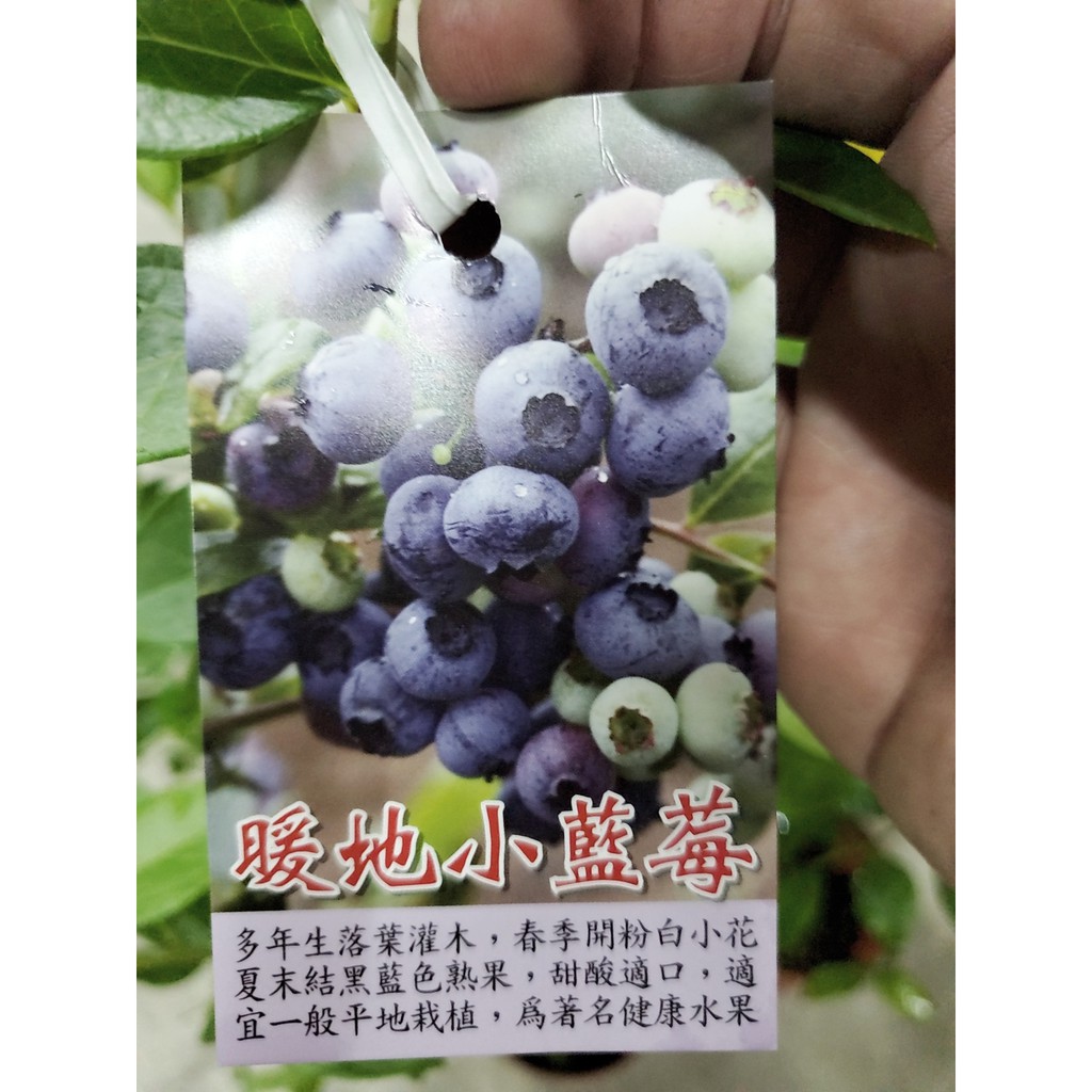 李家果苗 暖地小藍莓 3.5吋盆 其他果樹 莓果 目前還沒有花果 高度20-30公分 單價160元