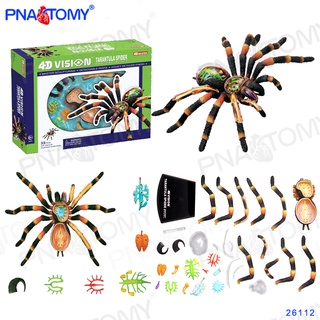 ♥❤4D MASTER蜘蛛模型生物學教學研究模型拼裝玩具禮品昆蟲動物26112