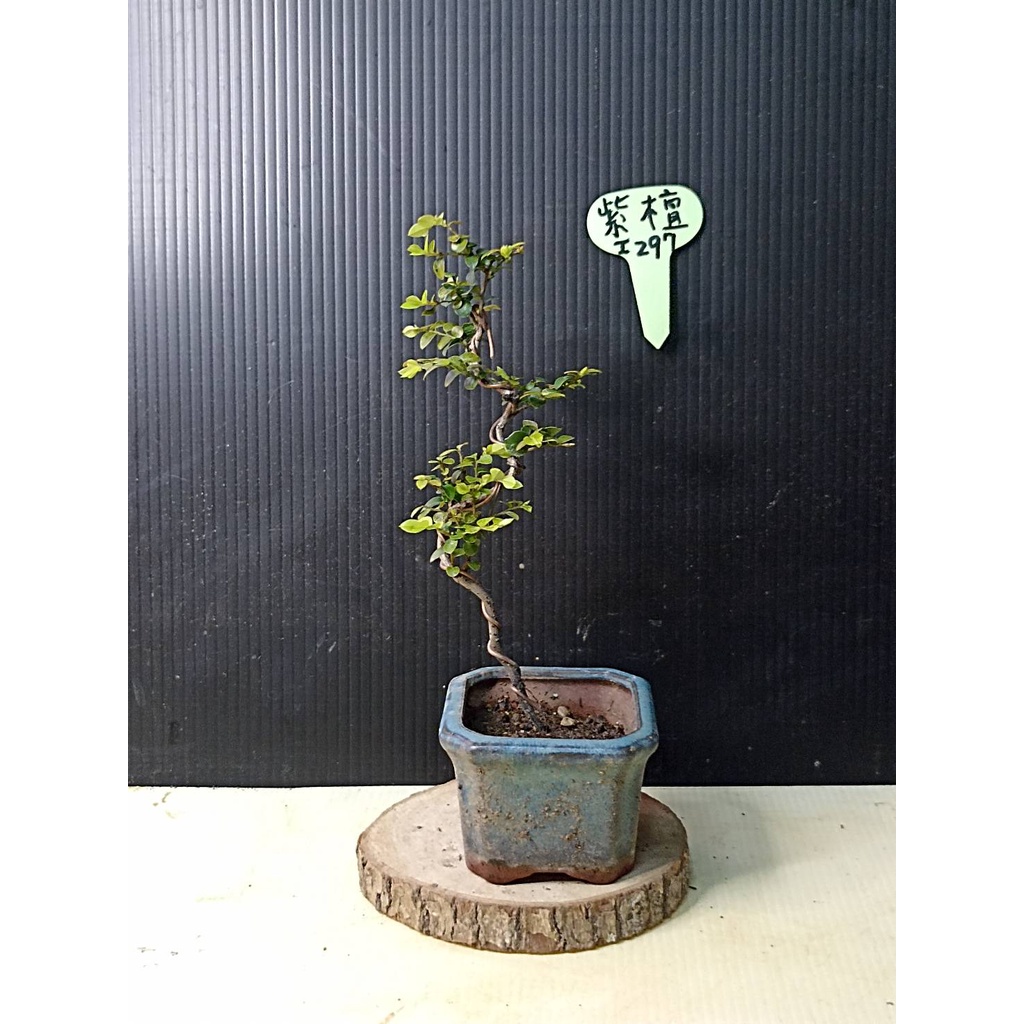 樂山  紫檀  I297 小型盆栽