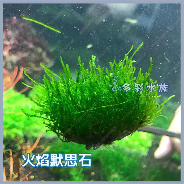 天然水草 火燄莫絲 聖誕莫絲石 單顆 陰性水草 前景 中景 火焰莫斯 默思 默絲 魚缸造景植物 蝦皮購物
