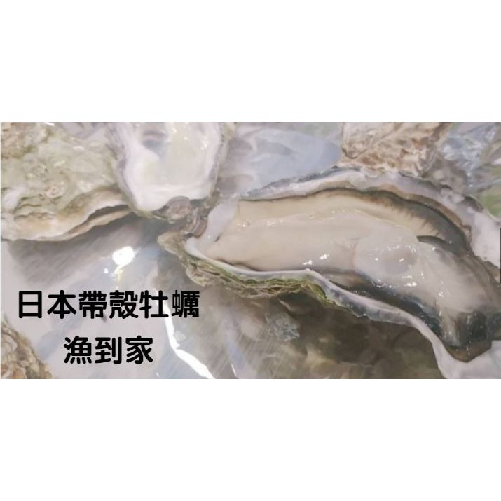漁到家 帶殼牡蠣2l 日本廣島冷凍生蠔六入 台灣全區滿1490免運 蝦皮購物