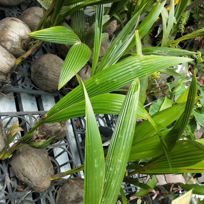 🎄綠世界🎄水果苗🎄泰國椰子(泰國矮椰子/矮椰子)🎄建議郵局🎄