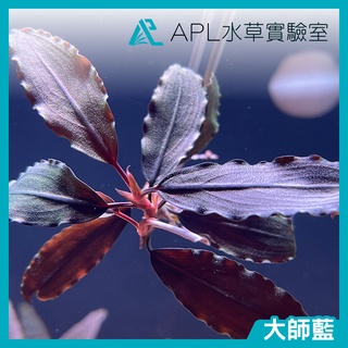 APL水草實驗室 - 大師藍 辣椒榕 神秘草 水中葉