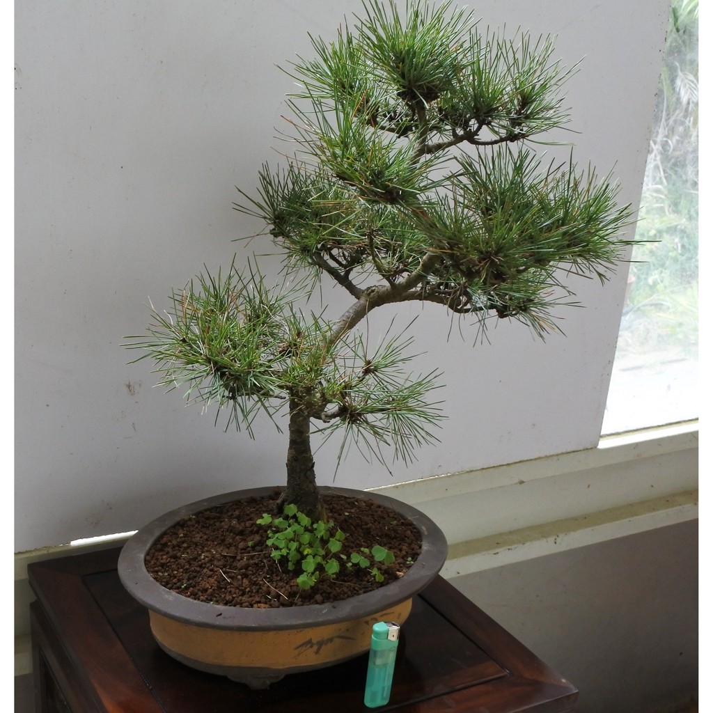 現貨 小品盆栽 日本赤松 蝦皮購物