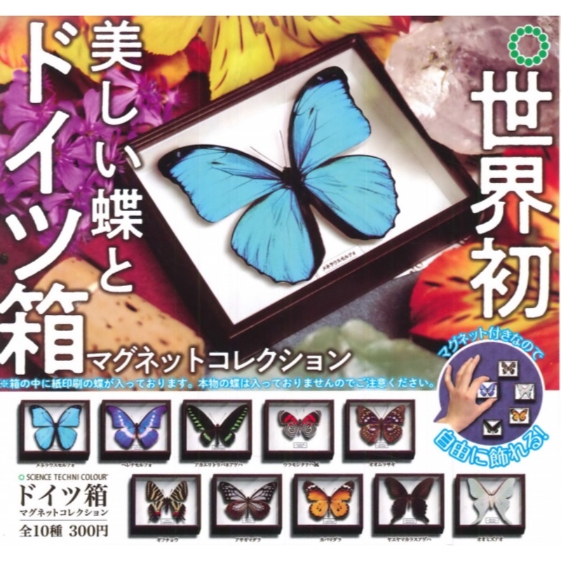 ショップ 蝶 昆虫標本 詰め合わせ 桐箱付き 蝶昆虫標本詰め合わせ桐箱付き