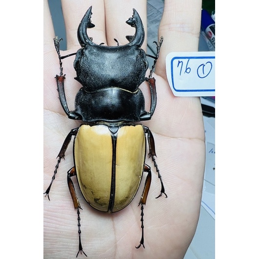 昆蟲標本（死的非活體） Odontolabis femoralis femoralis 菲夢力士鬼豔