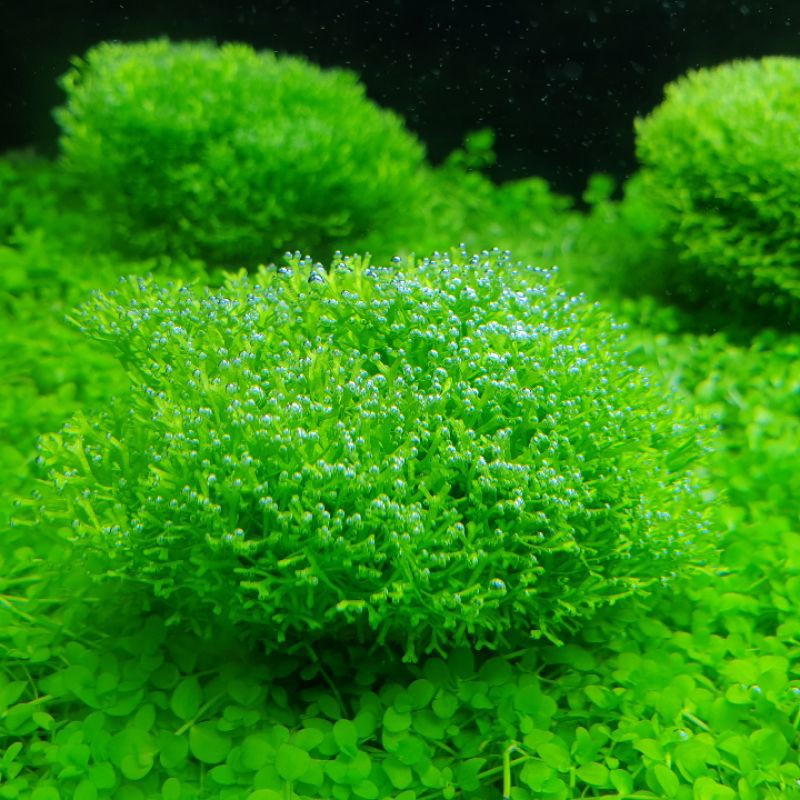 鹿角苔石 真水草 冒泡旺盛 泡泡龍 入門草種 蝦皮購物