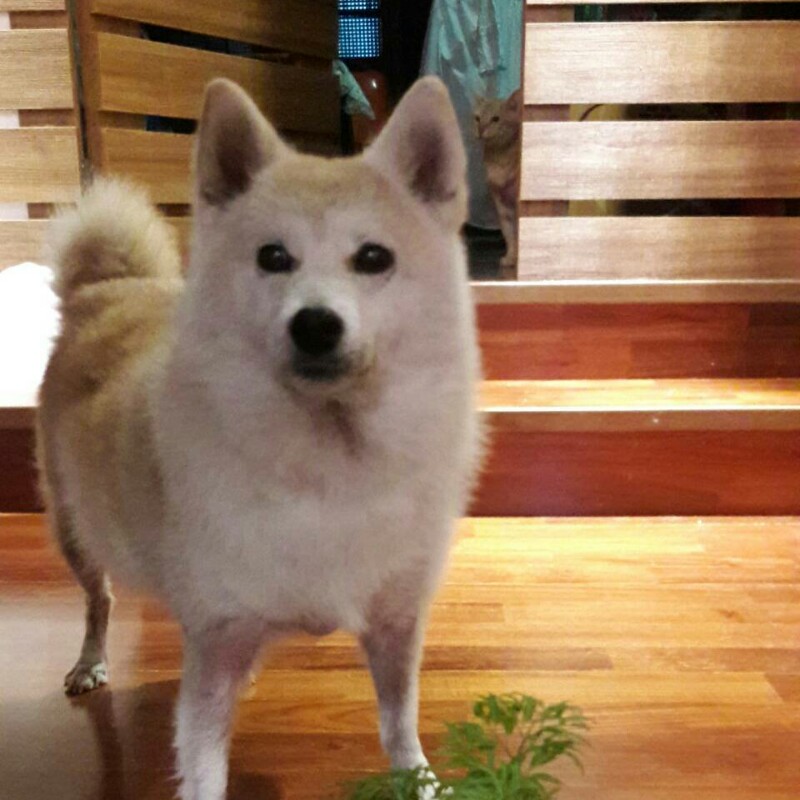 玫瑰石吊墜項鍊 來自世界等級最高的花蓮玫瑰石 精選最潤哲的顏色 部位 各個獨一無二 蝦皮購物