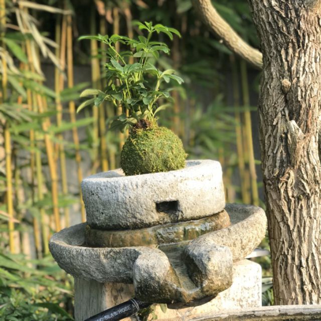 生態球之家 七葉蓮苔球苔玉辦公擺設幸運小物室內盆栽 蝦皮購物