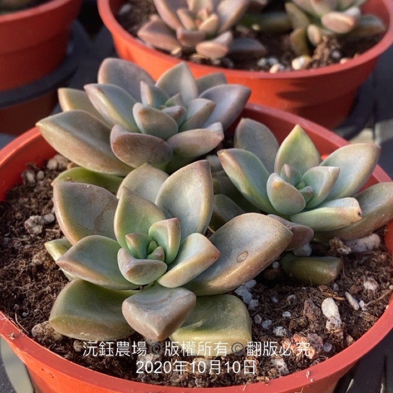 沅鈺農場多肉植物姬朧月 露養輕微曬傷 蝦皮購物