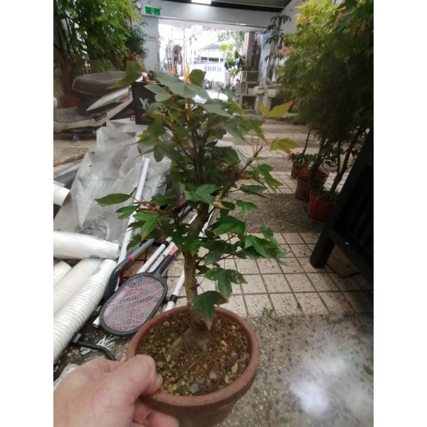 漂亮的唐楓樹小品盆栽2450元超商取貨免運費，是最好種植的楓樹品種，超商免運日本陶盆