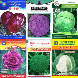 芊芊花卉園藝種子夯花椰菜松花菜西蘭花西藍花寶塔菜紫甘藍包心菜紫菜花種籽蔬菜種子s3xn Oefy Ylcd Beecost
