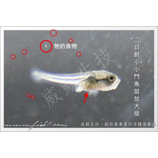 魚魚便利商店 繁殖場秘密 提升存活率 Vg活餌微粒液 孔雀魚 斑馬魚 魔法魚 鬥魚 開口用 蝦皮購物
