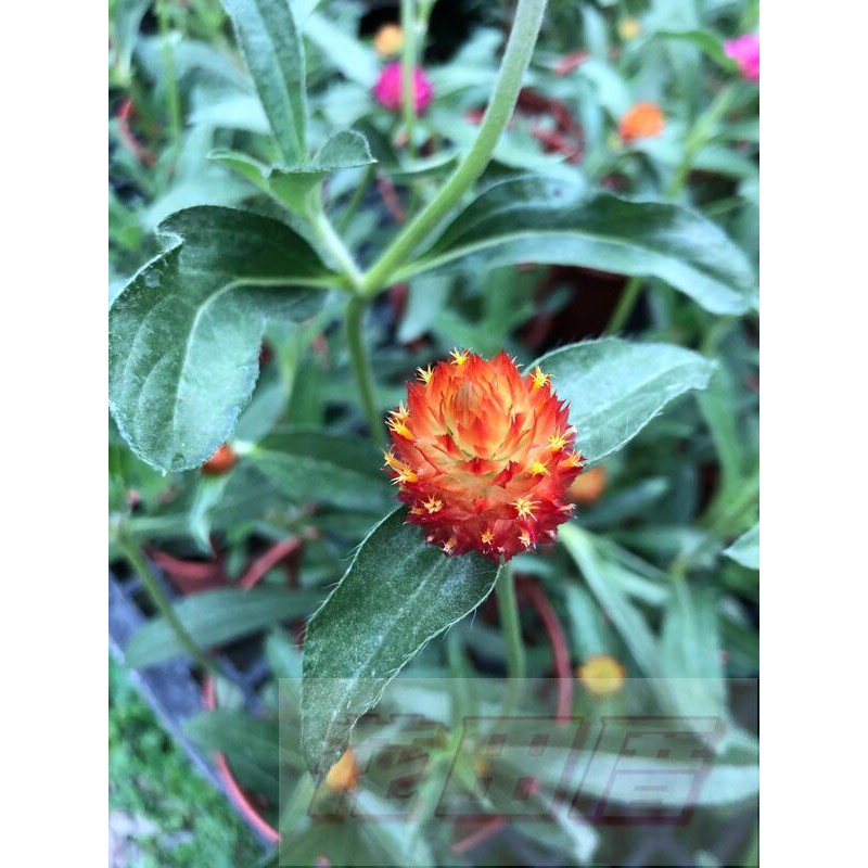 花田厝 季節花卉千日紅 混色 千金紅 千日草5吋盆高 30cm 花朵漂亮 蝦皮購物