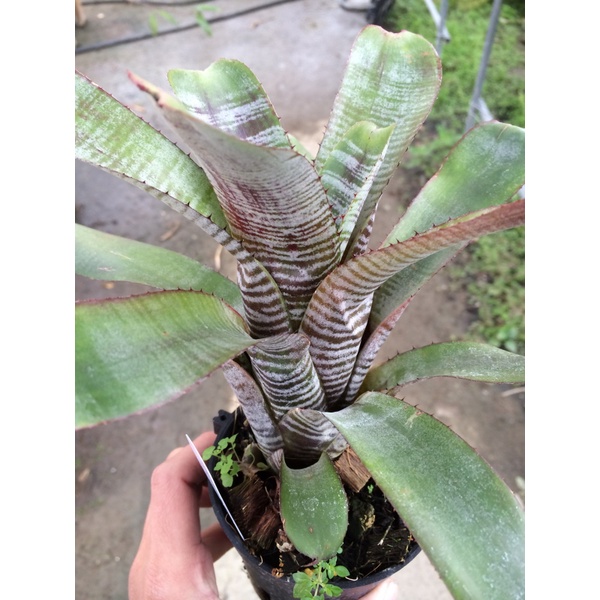 漫活雨林 Aechmea nudicaulis 'Rainbow 斑馬紋 /蜻蜓積水鳳梨/積水鳳梨/觀葉植物/雨林植物