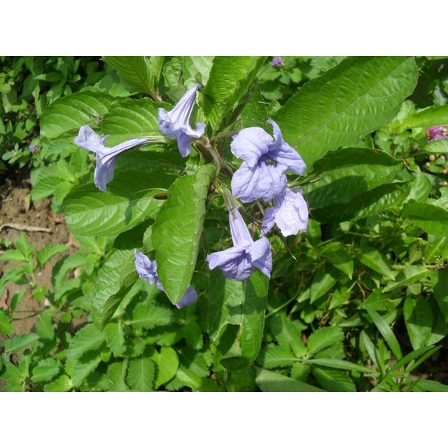 紫莉花 種子70粒30元 果莢6個30元 蝦皮購物