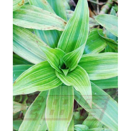 花田厝 觀葉植物斑葉香露草 香錦竹草 花芳香 小白花6吋盆 30公分 蝦皮購物