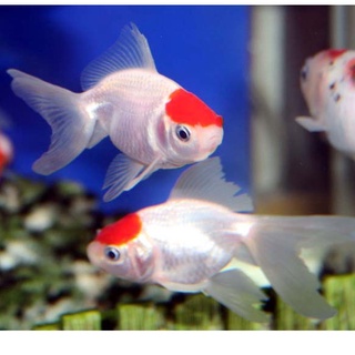 蝶尾 優惠推薦 23年1月 蝦皮購物台灣