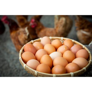 有機天然酒糟酵素放牧雞蛋 1箱/25顆入 慈恩庇護農場自產自銷