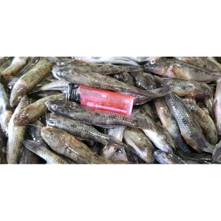 岩魚 優惠推薦 22年2月 蝦皮購物台灣