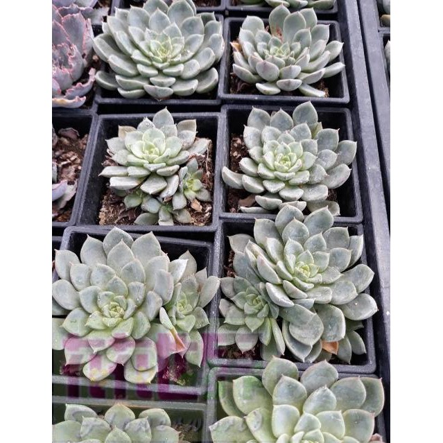 多肉植物 七福神交種3吋盆高8 12公分宛如寒霜凍結的蓮花一般 花花世界玫瑰園 蝦皮購物