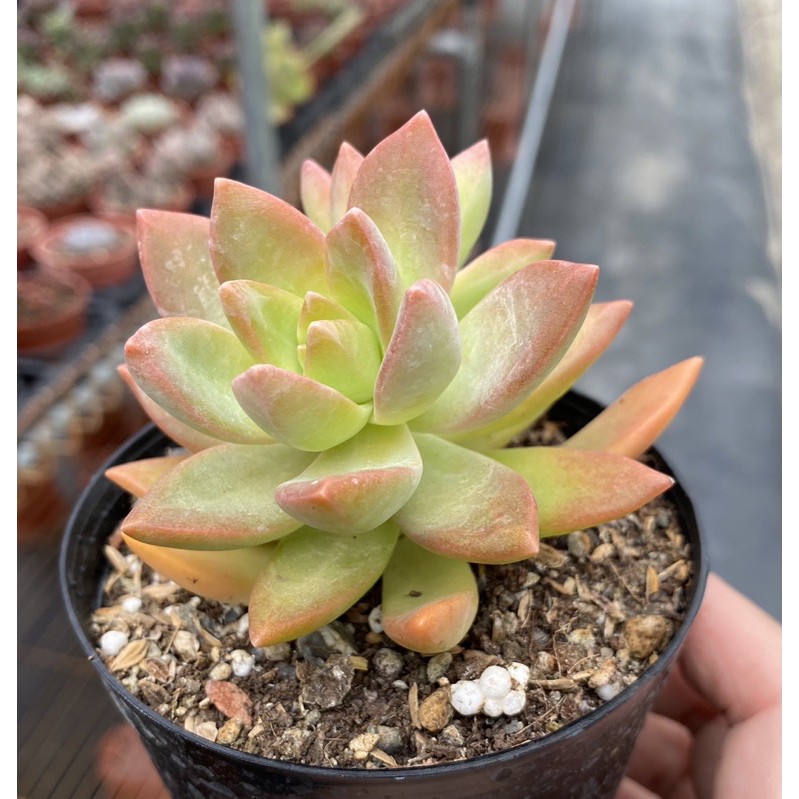 紅瓦仙肉屋加州夕陽 多肉植物 景天 一物一拍編號 5 蝦皮購物
