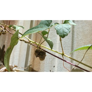 妞妞花園 山藥 繁殖塊根 一球10元