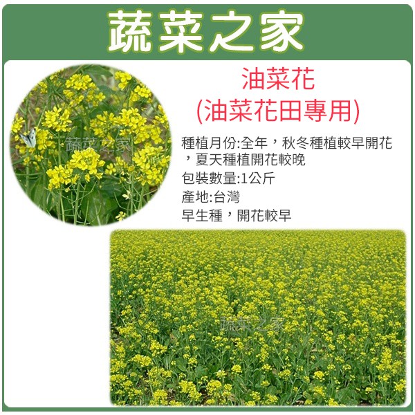 【蔬菜之家滿額免運】精選特優油菜花種子(油菜花田專用)1公斤 (產地台灣)(早生種，開花較早.花海種子)