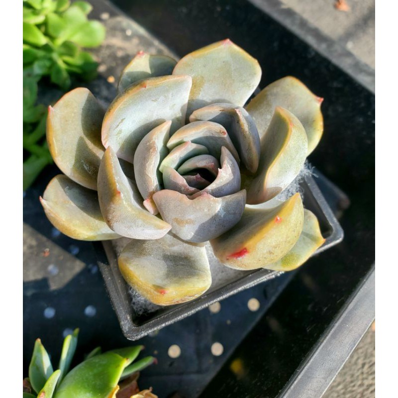 多肉植物 費歐娜 蝦皮購物