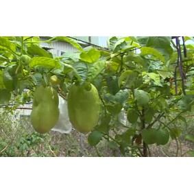 冬瓜百香果 果重5 8斤 最新品種 約3 6個月會結果 需人工授粉 蝦皮購物