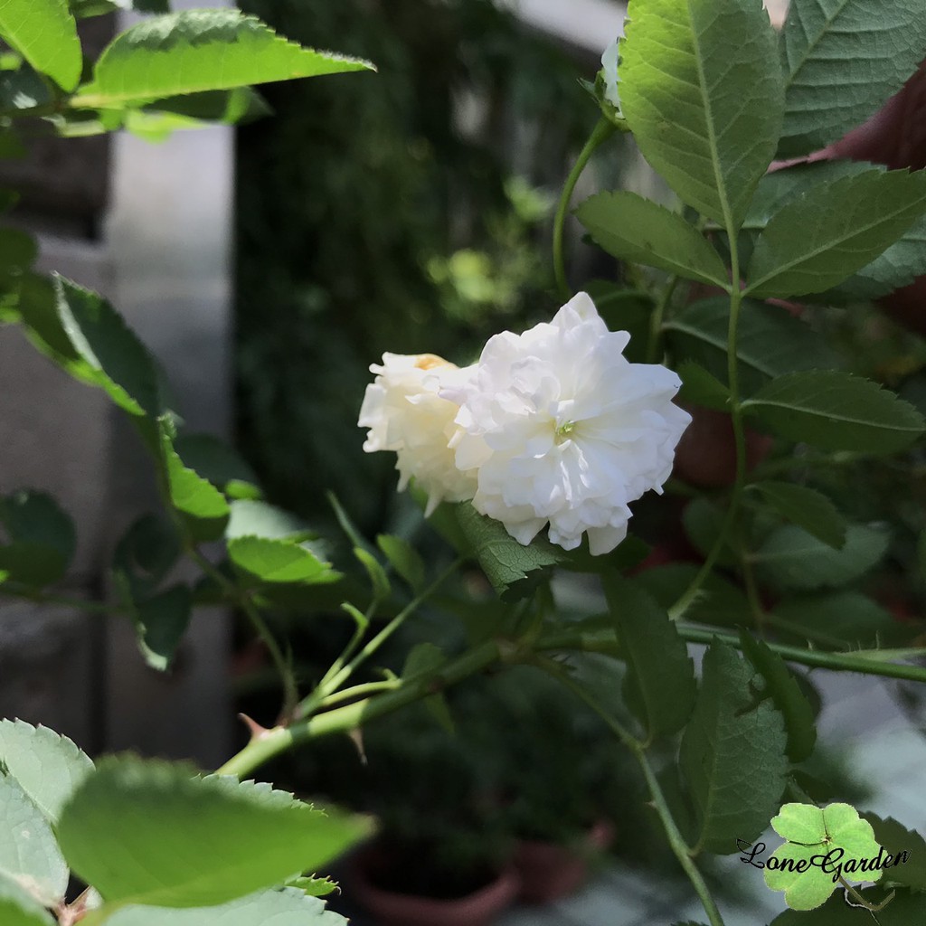 長榮 天使薔薇 5吋盆小薔薇香料植物蔓性爬藤節能減碳愛地球 蝦皮購物