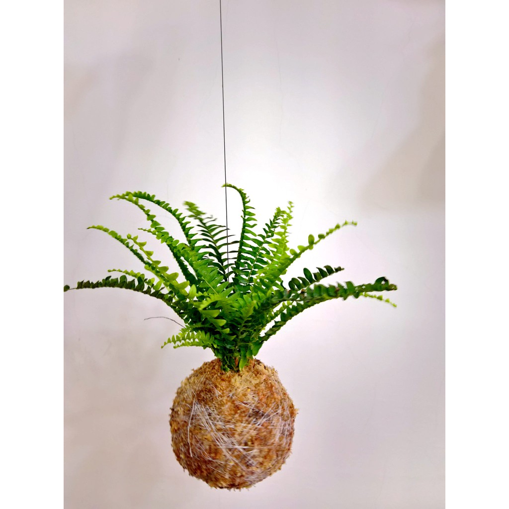 漂浮系列 苔球苔玉山蘇波士頓腎蕨兔腳蕨 蝦皮購物