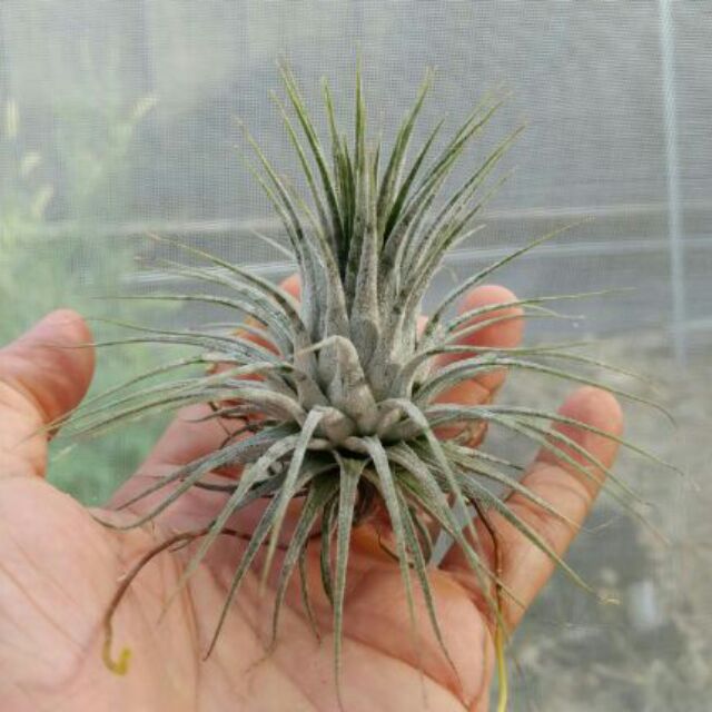 綠房子 空氣鳳梨 斑馬小精靈 Tillandsia ionantha 'Zebrina' 大