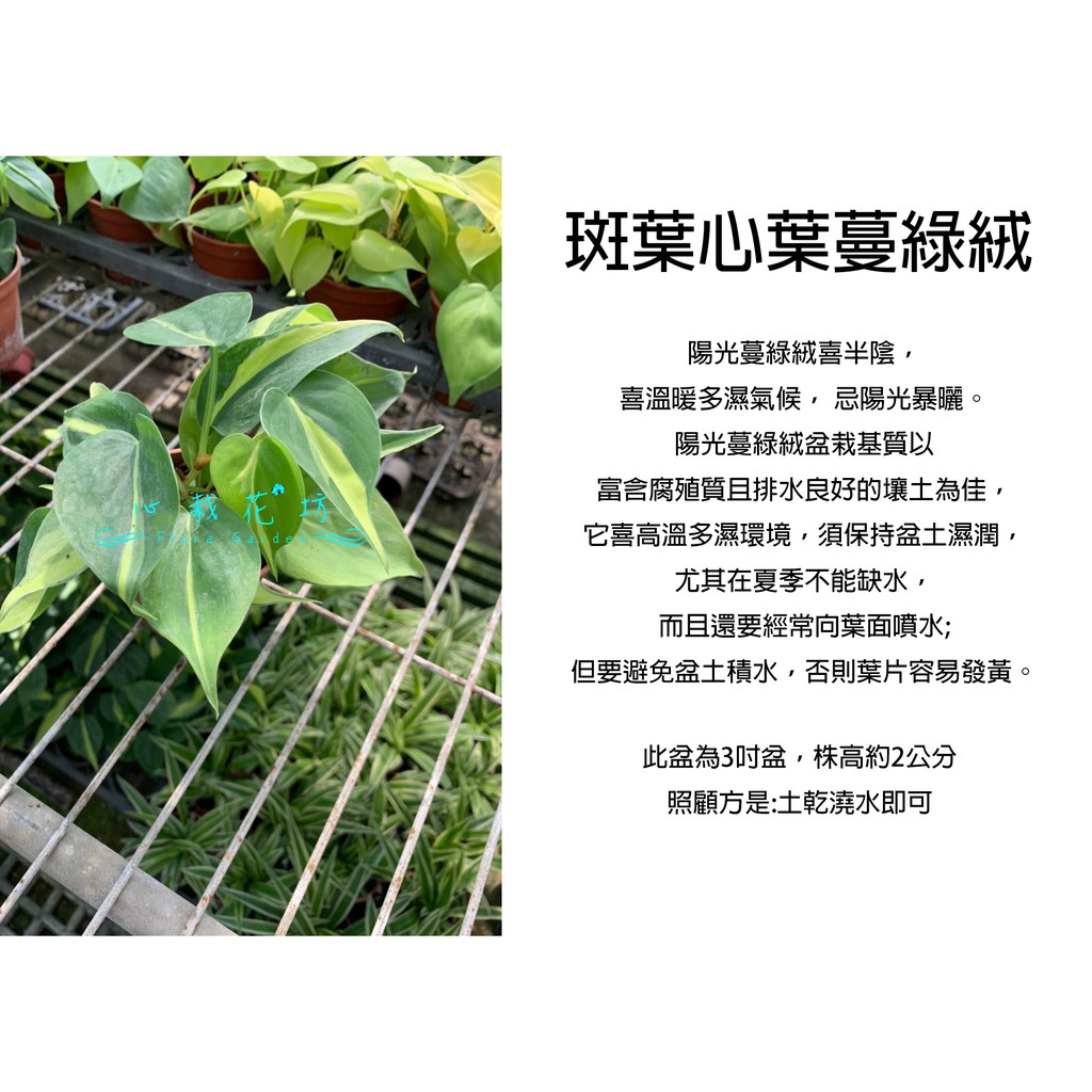 心栽花坊-斑葉心葉蔓綠絨/心葉蔓綠絨/3吋/綠化植物/室內植物/觀葉植物/售價60特價50