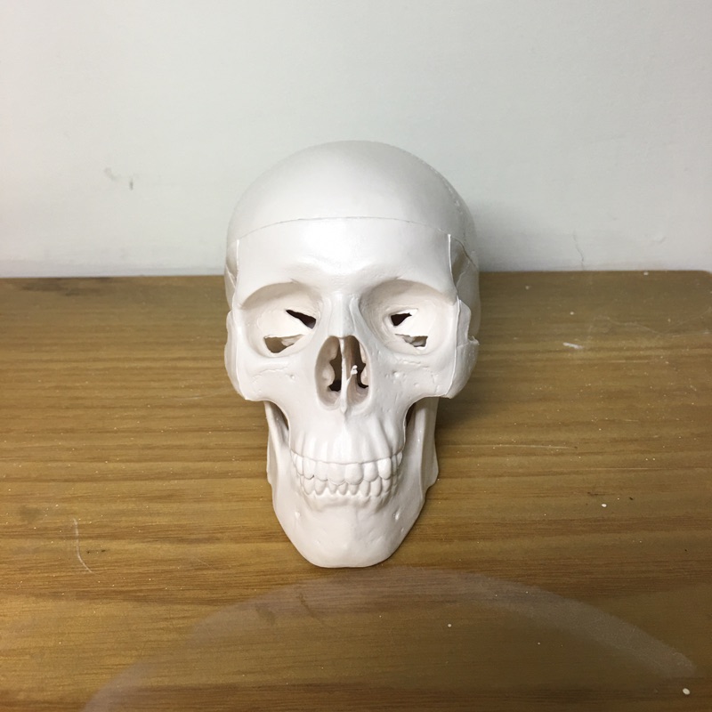 精緻模型骨骼頭顱解剖藝用美術萬聖節擺飾