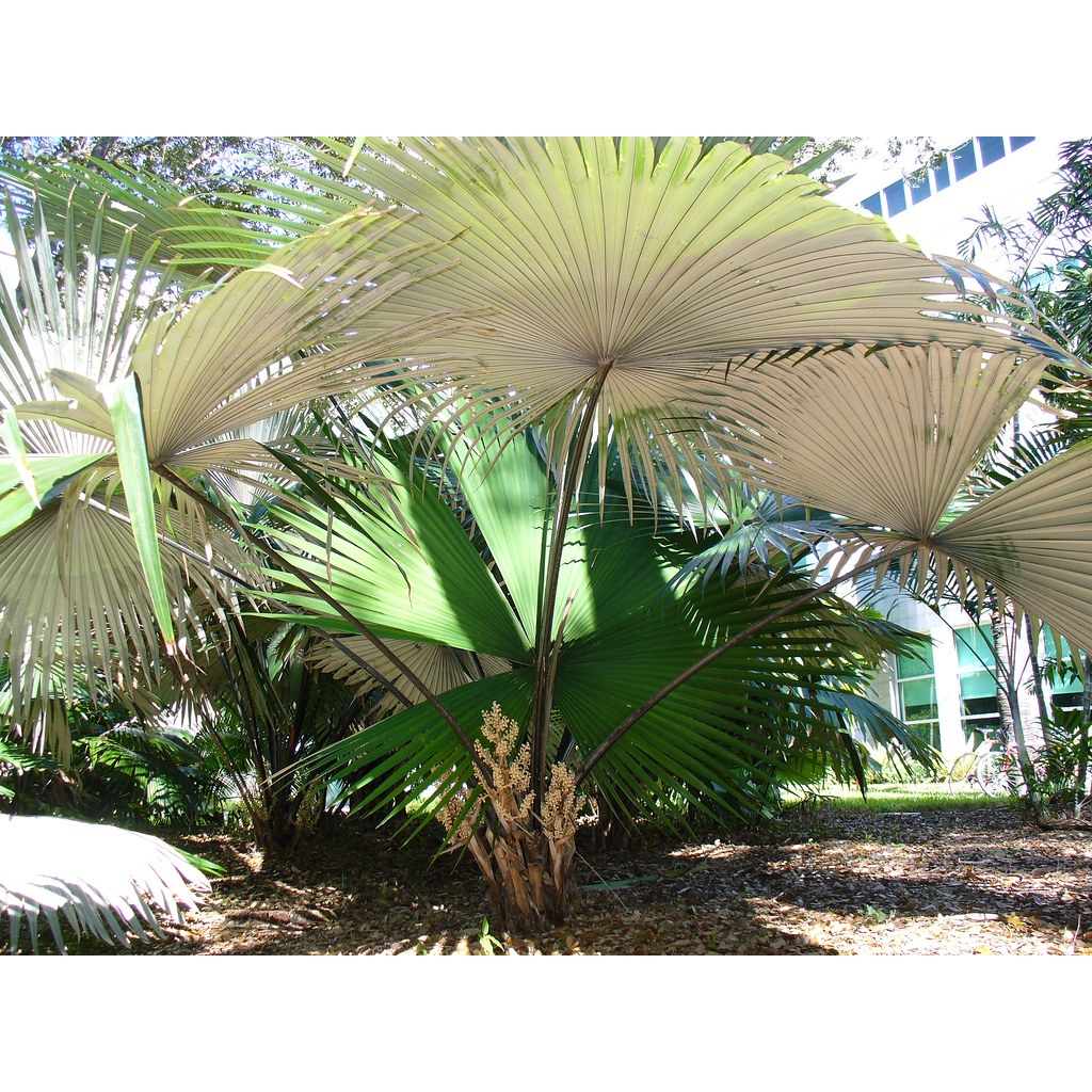 🍃「 珍奇植物 ·貳」🍃棕櫚 雨林植物 耐陰 蔓綠絨 觀音蓮 椰子Kerriodoxa elegans 泰國棕 白背棕