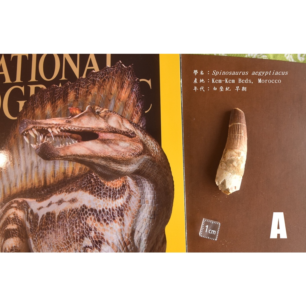 【棘龍】稀有 真品 棘龍牙 牙齒化石 歷經滄桑編號A-C 摩洛哥 白堊紀 博物館 自然科學 恐龍 古生物學